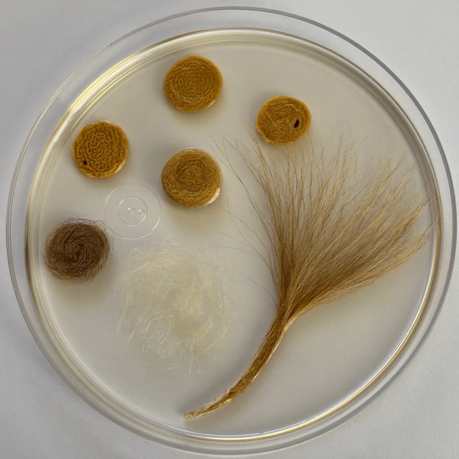 Follicle grafts